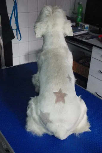 Salon Pielęgnacji Psów ALADOR